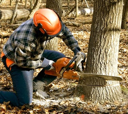 Tree Removal in Fort Smith, MT
